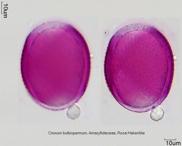 Pollen von Crinum bulbispermum (2).jpg