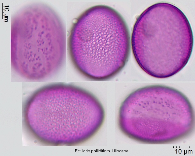 Pollen von Fritillaria pallidiflora