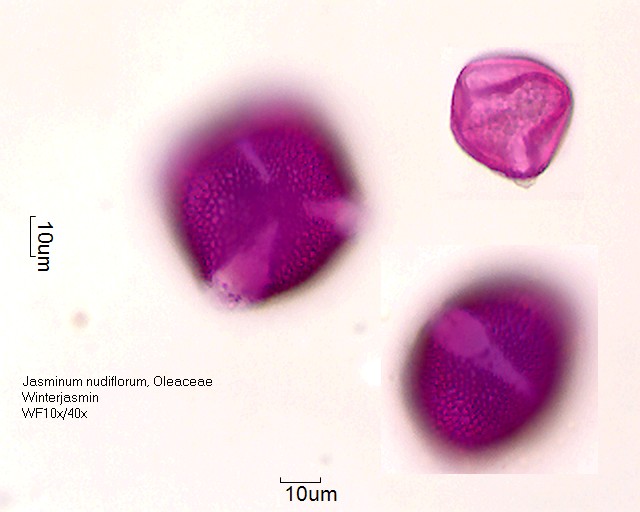 Pollen von Jasminum nudiflorum