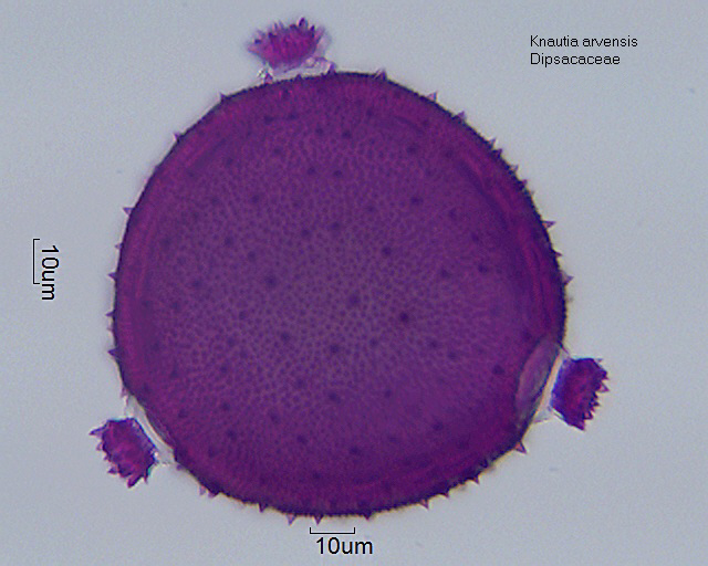 Pollen von Knautia arvensis (Stack mit CombineZP)