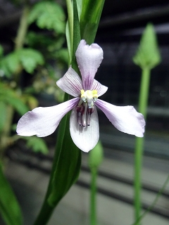 VCyanella orchidiformis.JPG