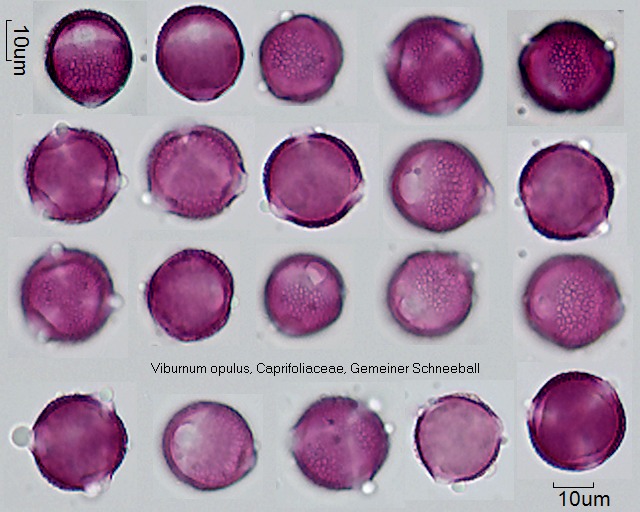 Pollen von Viburnum opulus
