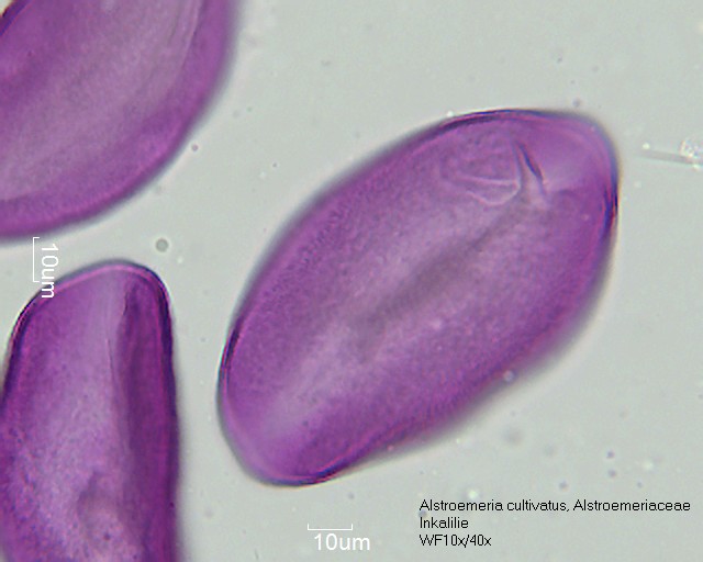 Datei:Alstroemeria cultivars (2).jpg