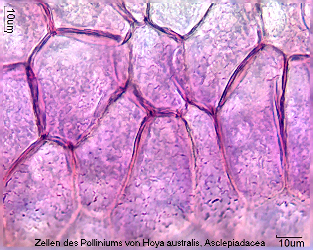 Zellen vom Pollinium von Hoya australis