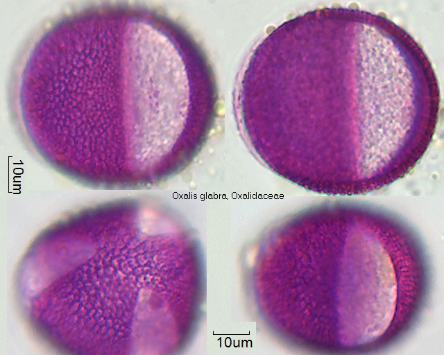 Pollen von Oxalis glabra
