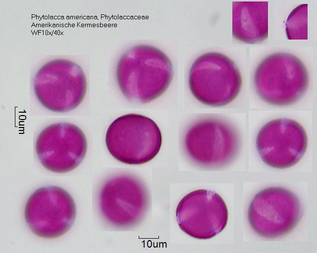 Pollen von Phytolacca americana