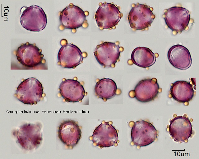 Pollen von Amorpha fruticosa