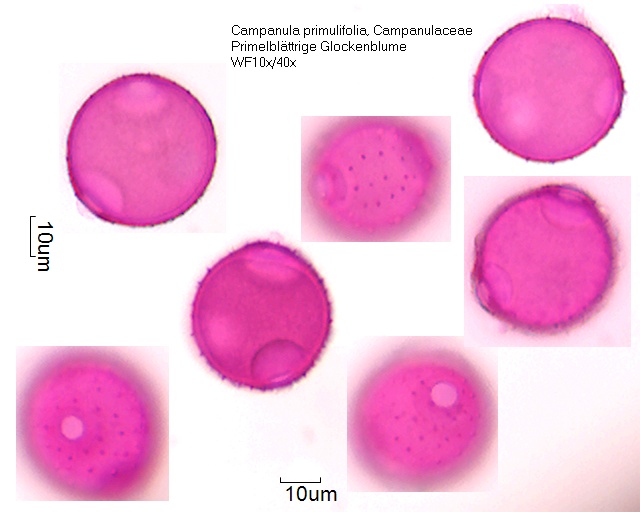 Pollen von Campanula primulifolia