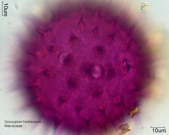 Gossypium herbaceum (2).jpg