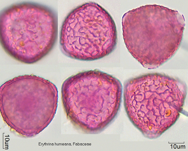 Datei:Erythrina humeana.jpg
