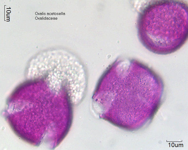 Pollen von Oxalis acetosella