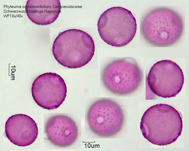 Pollen von Phyteuma scorzonerifolium
