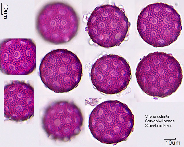 Pollen von Silene schafta