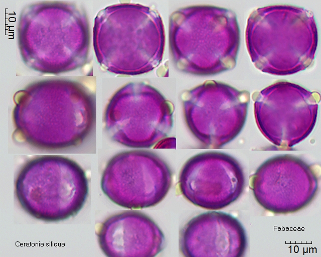Pollen von Ceratonia siliqua