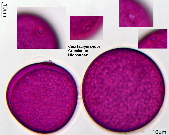 Pollen von Coix lacryma-jobi