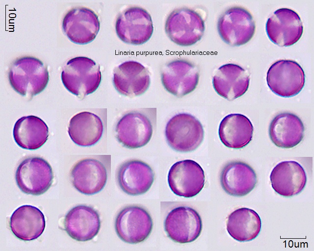 Pollen von Linaria purpurea
