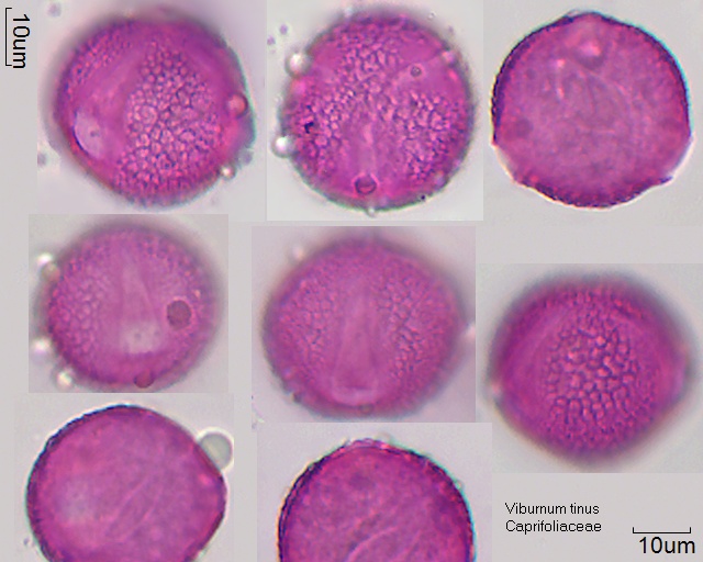 Pollen von Viburnum tinus, 4-053-1