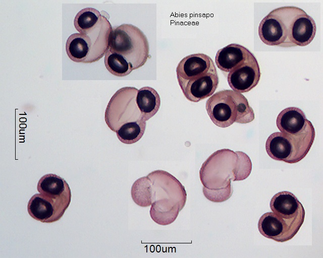 Pollen von Abies pinsapo