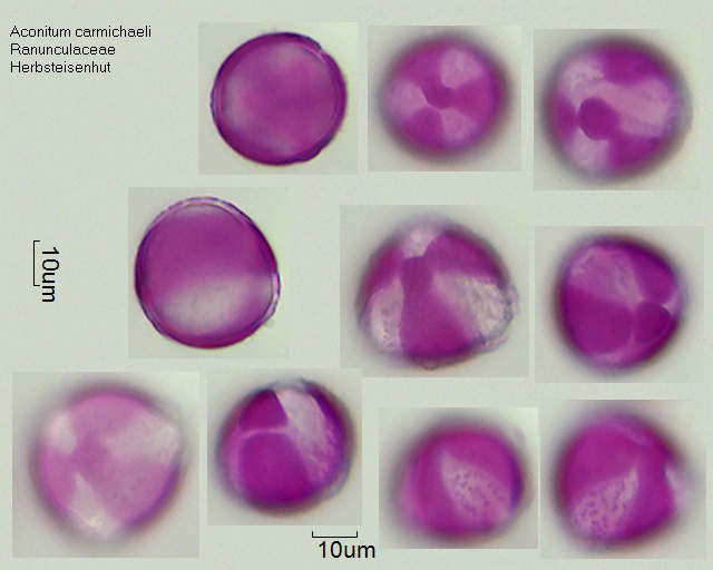 Pollen von Aconitum carmichaelii