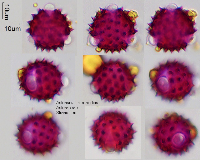 Pollen von Asteriscus intermedius
