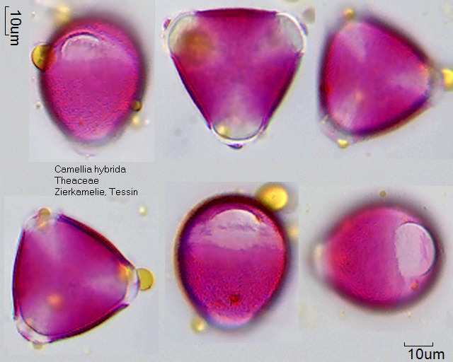 Pollen von Camellia hybrida