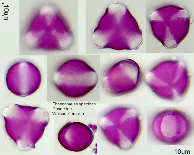 Pollen von Chaenomeles speciosa, 1-058-1