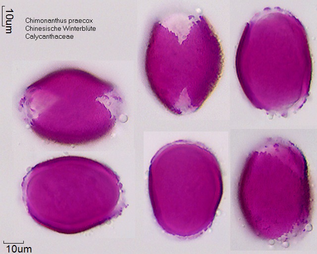 Pollen von Chimonanthus praecox