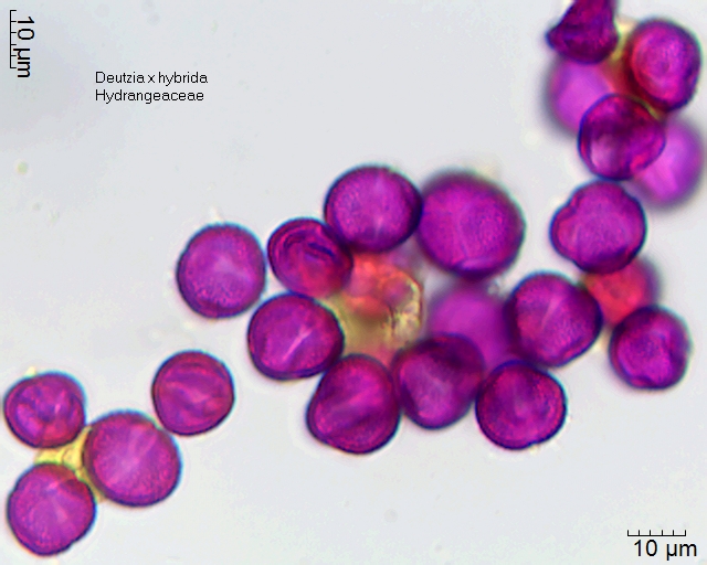 Pollen von Deutzia x hybrida