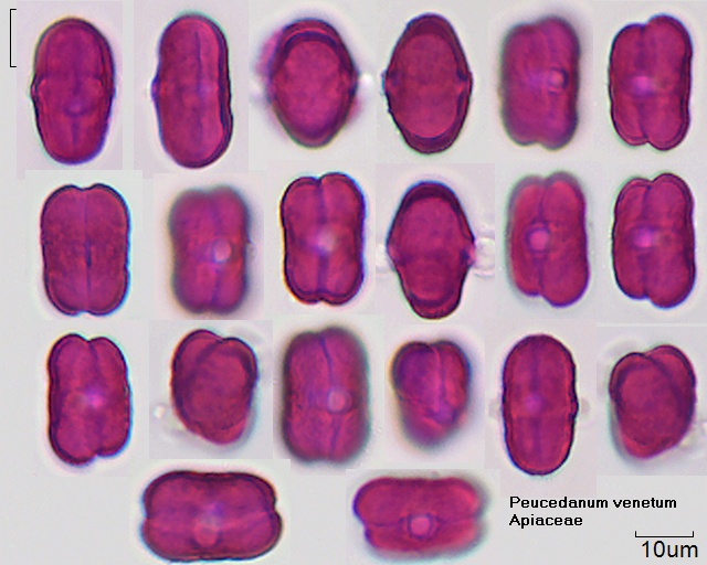 Mutation Pollen Peucedanum venetum 15-031