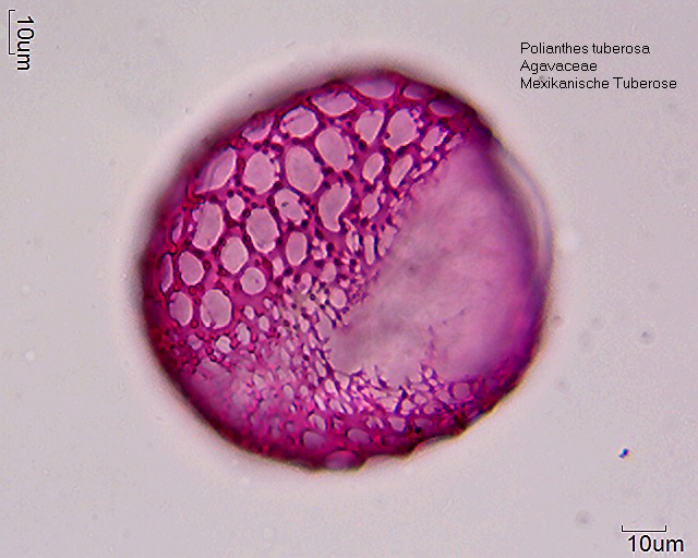 Datei:Polianthes tuberosa (4).jpg