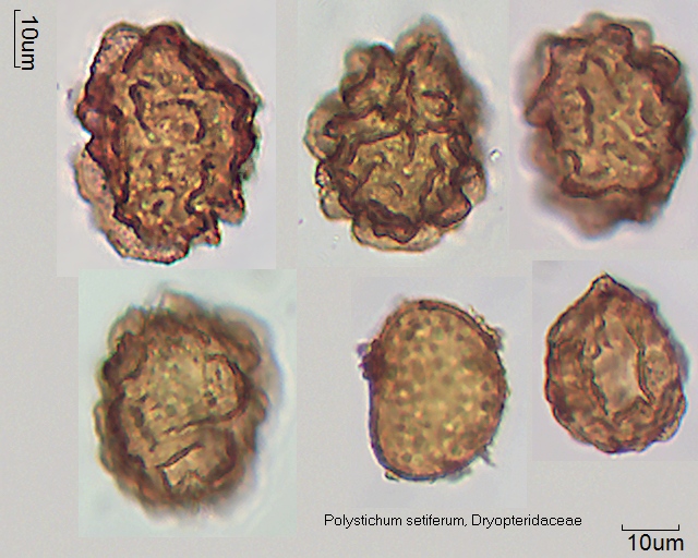 Sporen von Polystichum setiferum