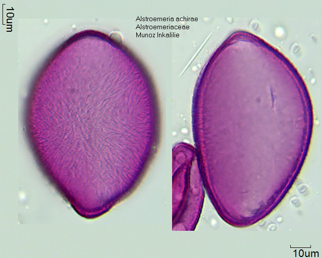 Datei:Alstroemeria achirae (2).jpg