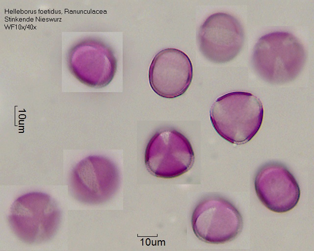 Pollen von Helleborus foetidus