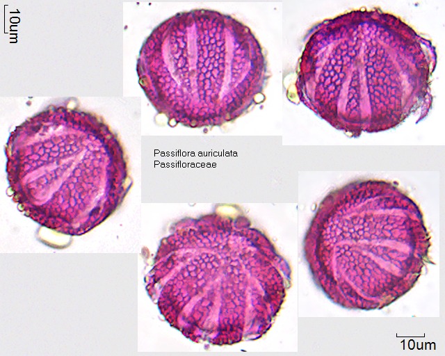 Pollen von Passiflora auriculata
