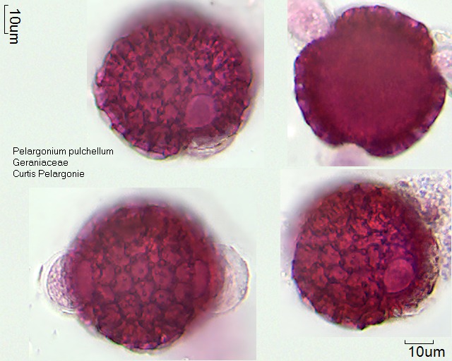 Pollen von Pelargonium pulchellum