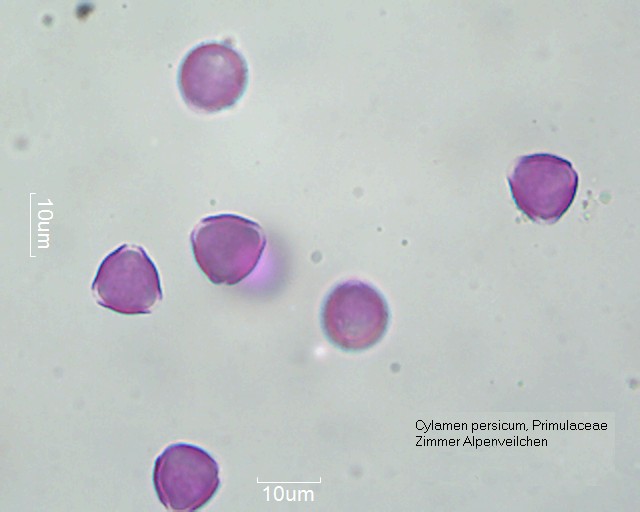 Pollen von Cyclamen persicum