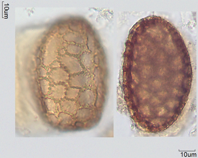 Acetolysierter Pollen von Agave seemanniana, A-014