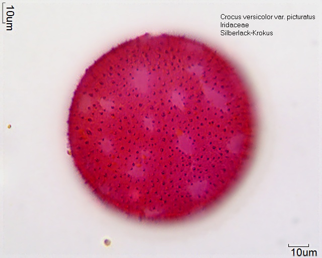 Pollen von Crocus versicolor