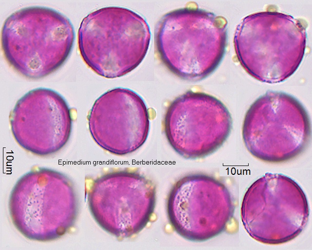 Pollen von Epimedium grandiflorum
