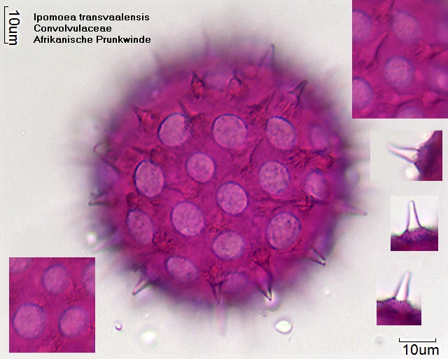 Pollen von Ipomoea transvaalensis