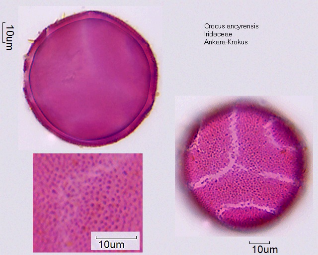 Pollen von Crocus ancyrensis