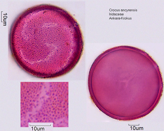Pollen von Crocus ancyrensis