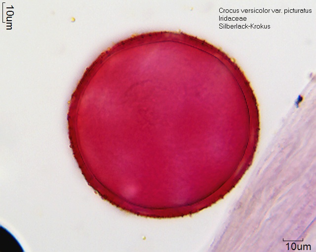 Crocus versicolor (1).jpg