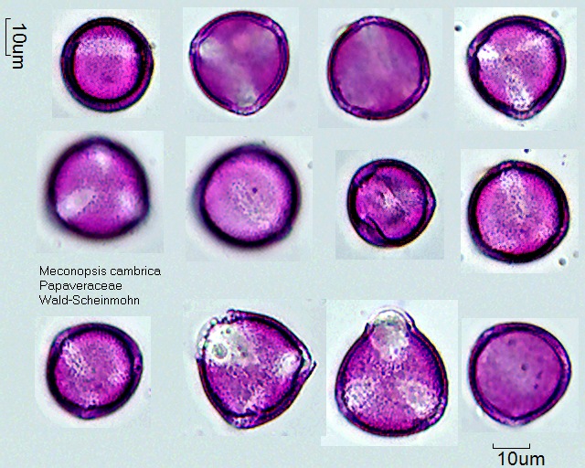 Pollen von Meconopsis cambrica, 7-016