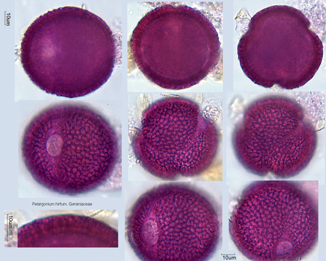Pollen von Pelargonium hirtum