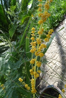 Datei:VLomandra longifolia.JPG