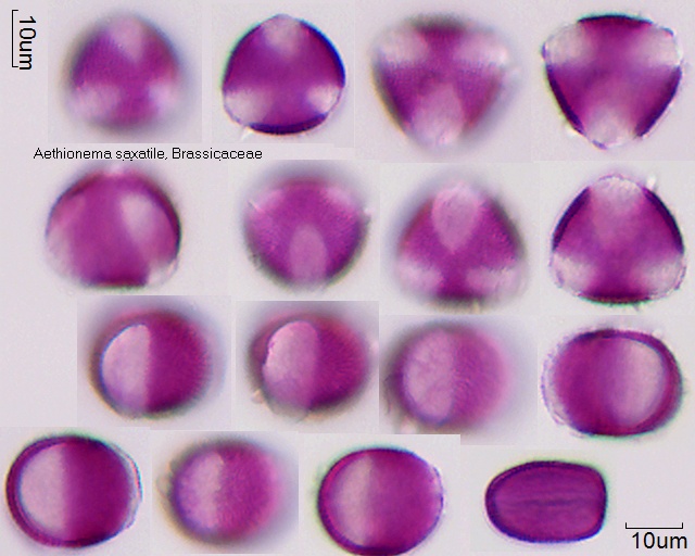 Pollen Aethionema saxatile