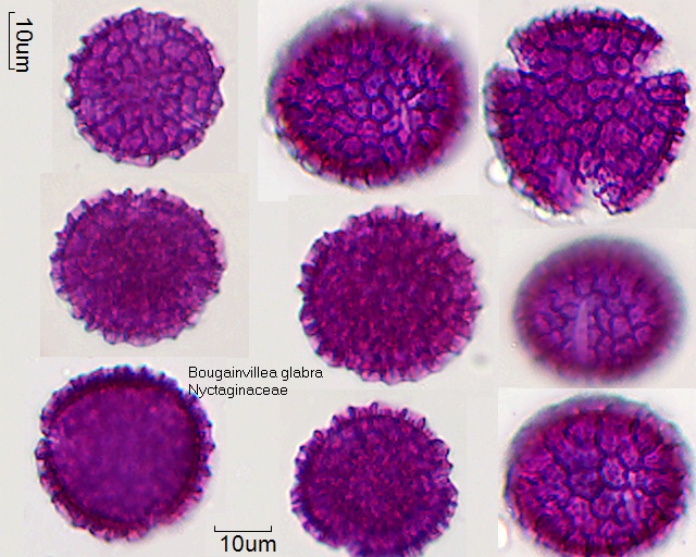 Pollen von Bougainvillea glabra