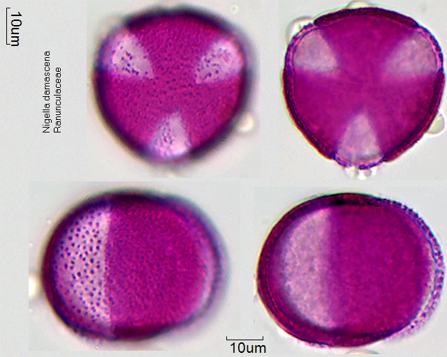 Pollen von Nigella damascena, 23-084