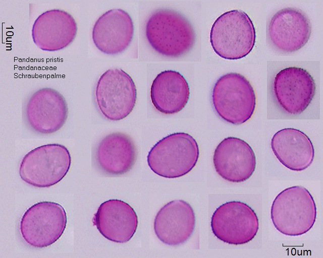Pollen von Pandanus pristis